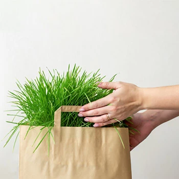 Naša ponudba travnih semen se nenehno širi