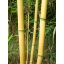 Bambusov kol 90 cm 8-10 mm