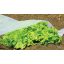 Folija za zastiranje Climatic 1,6x10m 17gr/m2