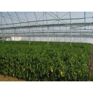 Film TVK 12x60m 0,15 UV 1 leto S1N