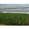 Film TVK 12x60m 0,15 UV 1 leto S1N