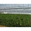 Film TVK 12x60m 0,15 UV 1 leto S1N