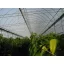 Film TVK 12x60m 0,17 UV 3 leta S3N