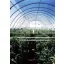 Film TVK 6,5x60m 0,15 UV 1 leto S1N