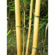 Bambusov kol 120 cm 8-10 mm