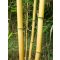 Bambusov kol 120 cm 8-10 mm