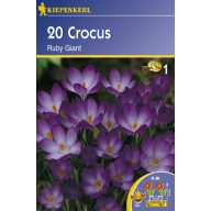Crocus botanični, lončeni Ruby Giant 20 kosov