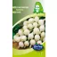 Biserna čebulica Barletta Grandmother series 5 g