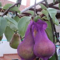 Mreža za zaščito pred osami 50 kosov