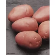   Setveni gomolj krompirja Cleopatra 1 kg (približno 32 kosov)