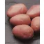 Setveni gomolj krompirja Cleopatra 1 kg (približno 32 kosov)