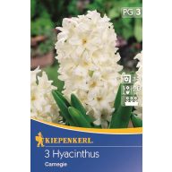 Cvetne čebulice Jasmine Carnegie Kiepenkerl 3 kosov