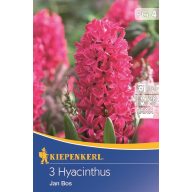 Hyacinth onion, odprto polje Kiepenkerl Jan Bos 3 kosi