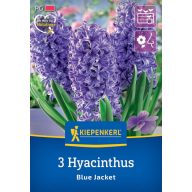 Čebula hiacinta, zunanja Kiepenkerl Blue Jacket 3 kosi