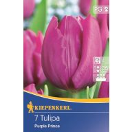   Zgodnje čebulice tulipanov, Kiepenkerl Purple Prince 7 kosov