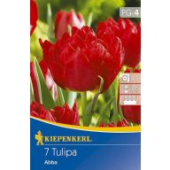 Čebulice tulipanov, Kiepenkerl Abba 7 kosov