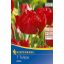 Čebulice tulipanov, Kiepenkerl Abba 7 kosov