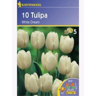 Tulipanska čebulica Triumf, Kiepenkerl White Dream 10 kosov
