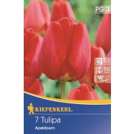   Čebulica tulipana Darwin-hibrid, Kiepenkerl Apeldoorn 7 kosov