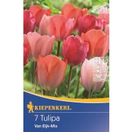   Čebulica tulipana Darwin-hibrid, Kiepenkerl Van Eijk Mix 7 kosov