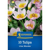 Čebulice tulipanov divjih, Kiepenkerl Lilac Wonder 10 kosov