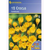 Kokosova čebula botanična, Kiepenkerl Goldilocks 12 kosov