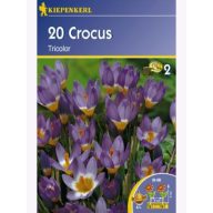 Čebulice Crocus botanične, Kiepenkerl Tricolor 20 kosov