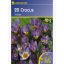 Čebulice Crocus botanične, Kiepenkerl Tricolor 20 kosov