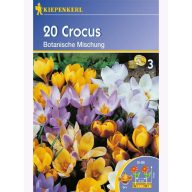 Kokosova čebula botanična, Kiepenkerl Mešanica 20 kosov