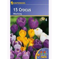 Kokosova čebula velik cvet, Kiepenkerl Mešanica 15 kosov