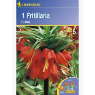 Cesarska krona Kiepenkerl Rubra 1 kos