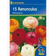 Mešanica barv za čebulo, Kiepenkerl 10 kosov