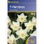 Čebulice narcisov Kiepenkerl Mount Hood 5 kosov