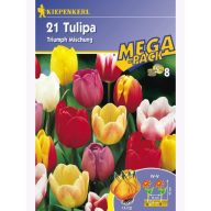 Megapaket čebulic tulipanov, Kiepenkerl Triumf-Mix 21 kosov