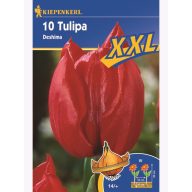 Čebulice tulipanov XXL, Kiepenkerl Triumf Deshima 10 kosov
