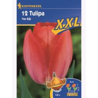 Čebulice tulipanov XXL, Kiepenkerl Van Eijk 12 kosov