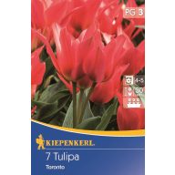 Čebulice tulipanov Greigii, Kiepenkerl Toronto 7 kosov
