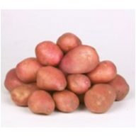 Krompirjev semenski gomolj "Desirée" 50 kosov