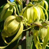Ylang-ylang (Cananga odorata) 5 semen