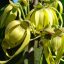 Ylang-ylang (Cananga odorata) 5 semen