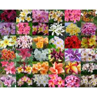 Frangipani (Plumeria rubra) 5 semen