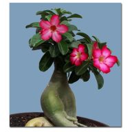 Bottle tree (Adenium obesum) 5 zrn