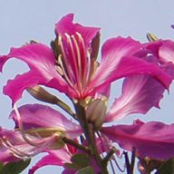 Orhideja lila (Bauhinia purpurea) 5 semen