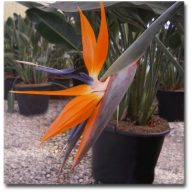 Oranžni papagajski cvet (Strelitzia reginae) 5 semen