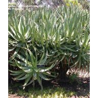Aloe mačjega repa (Aloe castanea) 5 zrn