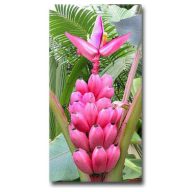 Roza banana (Musa velutina) 5 semen