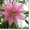 Moška pasijonka (Passiflora mollissima) 5 semen