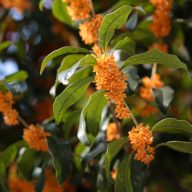 Dišeče drevo (Osmanthus fragrans) 5 zrn