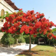 Drva za kurjavo (Delonix regia) 5 zrn