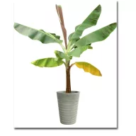 Banana z golimi listi (Musa sikkimenis) 5 zrn